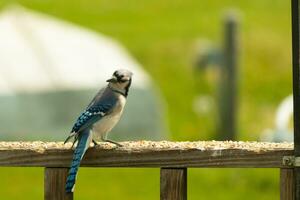 deze blauw gaai vogel was opvallend een houding net zo ik nam deze afbeelding. hij kwam uit Aan de houten traliewerk van de dek voor sommige vogelzaad. ik liefde de kleuren van deze vogelstand met de blauw, zwart, en wit. foto