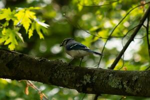 blauw gaai vogel staand Aan een Afdeling in de bossen. de vogel is neergestreken met groen bladeren allemaal in de omgeving van, bijna proberen naar mengsel in. de blauw, grijs, en wit kleuren staan uit net zo de corvid wandelingen over. foto