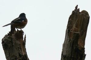 deze Baltimore wielewaal is neergestreken Aan deze houten post in de veld. zijn mooi zwart, oranje, en wit lichaam staand uit tegen de wit achtergrond. deze is een migrerend vogel. foto