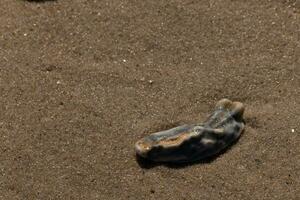 deze blauw oester schelp was zittend in de zand, hebben geweest gebracht in door de surfen. de bruin granen van zand allemaal in de omgeving van. de zeeschelp op zoek glanzend van nog steeds wezen nat. foto