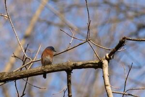 schattig weinig blauwe vogel za neergestreken Aan deze boom Afdeling naar kijken in de omgeving van voor voedsel. zijn roestig oranje buik met een wit lap staat uit van de blauw Aan zijn hoofd. deze weinig vogel voelt veilig omhoog hier. foto