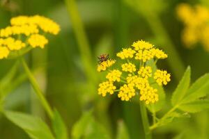 deze false kroontjeskruid kever was gezien hier Aan een gouden Alexander wilde bloemen wanneer ik nam de afbeelding. hij bijna lijkt naar worden poseren. deze is een type van zaad beestje. ik liefde de rood en zwart van deze insecten lichaam. foto