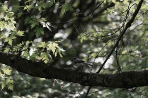 blauw gaai vogel staand Aan een Afdeling in de bossen. de vogel is neergestreken met groen bladeren allemaal in de omgeving van, bijna proberen naar mengsel in. de blauw, grijs, en wit kleuren staan uit net zo de corvid wandelingen over. foto