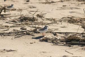 deze schattig weinig leidingen plevier was gezien hier Aan de strand wanneer ik nam deze afbeelding. deze kustvogel is zo klein en zoekopdrachten de zand voor voedsel gewassen omhoog door de surfen. ik liefde de ring in de omgeving van zijn nek. foto