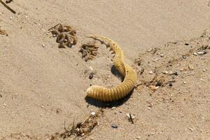 deze mooi knobbelig wulk ei geval gelegd verspreiding uit Aan de zand geven het een mooi nautische strand afbeelding. ik liefde de kijken van de zee puin verspreide over. deze beeld was genomen in kaap kunnen. foto