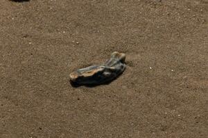 deze blauw oester schelp was zittend in de zand, hebben geweest gebracht in door de surfen. de bruin granen van zand allemaal in de omgeving van. de zeeschelp op zoek glanzend van nog steeds wezen nat. foto