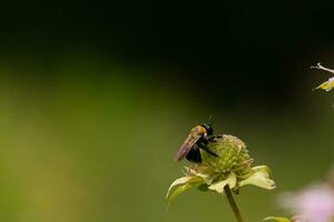 hommel vastklampen naar de wild bergamot in de veld. deze mooi bestuiver is werken door de buizen van deze fabriek. de zwart en geel van deze insect looks mooi net zo haar Vleugels schijnen in de zon. foto