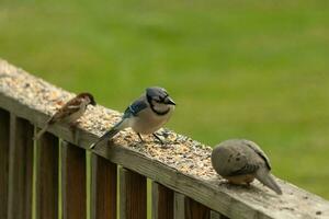 deze schattig weinig blauw gaai vogel leek heel nieuwsgierig net zo het was neergestreken Aan de houten traliewerk. zijn hoofd gekantelde naar de kant naar focus. hij was in tussen een rouw duif en een mus. foto