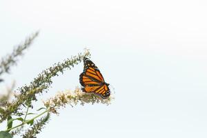 deze mooi monarch vlinder is bezoekende deze wilde bloemen naar verzamelen nectar. zijn weinig poten vastklampen naar de bloemblaadjes en helpen naar bestuiven. zijn mooi oranje, zwart, en wit Vleugels geconfronteerd uit. foto