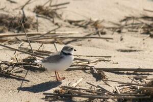 deze schattig weinig leidingen plevier was gezien hier Aan de strand wanneer ik nam deze afbeelding. deze kustvogel is zo klein en zoekopdrachten de zand voor voedsel gewassen omhoog door de surfen. ik liefde de ring in de omgeving van zijn nek. foto