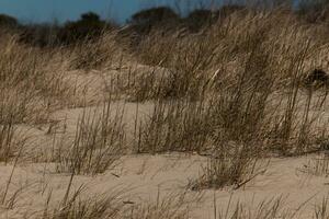 de zand duinen hier keek zo mooi met de gouden hoog gras golvend in de wind. de mooi bruin zand in tussen met een blauw lucht bovenstaande. deze beeld was genomen in kaap mei nieuw Jersey. foto