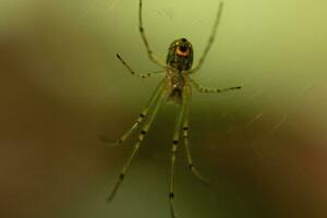 boomgaard spin gezien hangende in haar web. de rood punt Aan haar lichaam staat uit van de groente. de spinachtigen lang poten kijken doorzichtig net zo ze houdt op de zijde strengen, aan het wachten voor prooi. foto