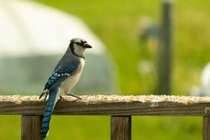 deze blauw gaai vogel was opvallend een houding net zo ik nam deze afbeelding. hij kwam uit Aan de houten traliewerk van de dek voor sommige vogelzaad. ik liefde de kleuren van deze vogelstand met de blauw, zwart, en wit. foto