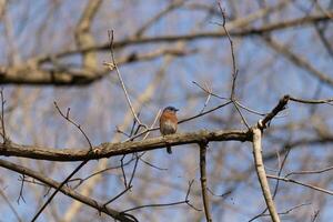 schattig weinig blauwe vogel za neergestreken Aan deze boom Afdeling naar kijken in de omgeving van voor voedsel. zijn roestig oranje buik met een wit lap staat uit van de blauw Aan zijn hoofd. deze weinig vogel voelt veilig omhoog hier. foto