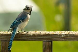 deze blauw gaai vogel was opvallend een houding net zo ik nam deze afbeelding. hij kwam uit Aan de houten traliewerk van de dek voor sommige vogelzaad. ik liefde de kleuren van deze vogelstand met de blauw, zwart, en wit. foto