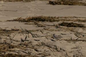 deze schattig weinig leidingen plevier was gezien hier Aan de strand wanneer ik nam deze afbeelding. deze kustvogel is zo klein en zoekopdrachten de zand voor voedsel gewassen omhoog door de surfen. ik liefde de ring in de omgeving van zijn nek. foto