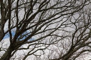 kaal takken van een boom bereiken uit. de lang ledematen zijn zonder bladeren ten gevolge naar de vallen seizoen. op zoek Leuk vinden tentakels of een skelet- structuur. de blauw lucht kan worden gezien in de terug met wit wolken. foto