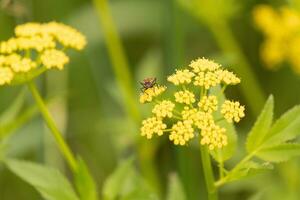 deze false kroontjeskruid kever was gezien hier Aan een gouden Alexander wilde bloemen wanneer ik nam de afbeelding. hij bijna lijkt naar worden poseren. deze is een type van zaad beestje. ik liefde de rood en zwart van deze insecten lichaam. foto