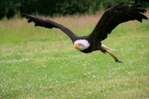 een visie van een Amerikaans kaal adelaar foto