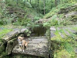 een visie van de noorden Wales platteland in de buurt llyn maw in snowdonia foto