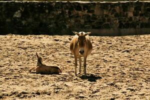 een visie van een wild paard foto