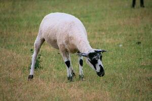 een visie van een schapen in een weide foto