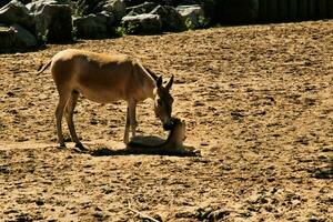 een visie van een wild paard foto