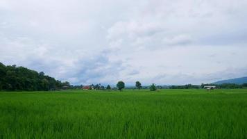 groene rijstvelden en bewolkte lucht foto