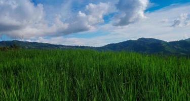 groene rijstvelden en blauwe lucht foto