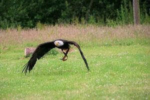 een visie van een Amerikaans kaal adelaar foto