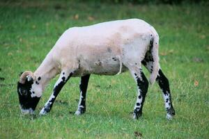 een visie van een schapen in een weide foto