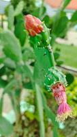 opuntia cochenillifera , wolachtig gewricht stekelig Peer foto