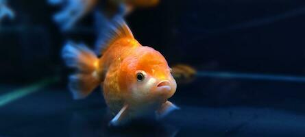 zoetwater aquarium vis, goudvis van Azië in aquarium, carassius auratus foto