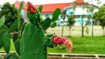 opuntia cochenillifera , wolachtig gewricht stekelig Peer foto