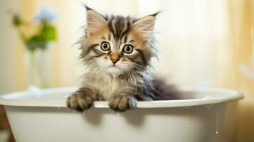schattig katje zittend in een bad staren Bij de camera foto