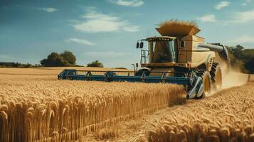 rijp tarwe snijdend met zwaar machinerie buitenshuis foto