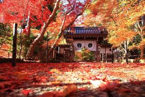 mooie herfstbladeren bij komyoji kyoto japan foto