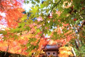 mooie herfstbladeren bij komyoji kyoto japan foto