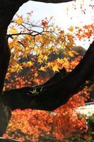 mooie herfstbladeren in arashiyama kyoto japan foto