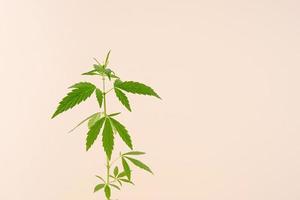 cannabisplant op een beige achtergrond foto