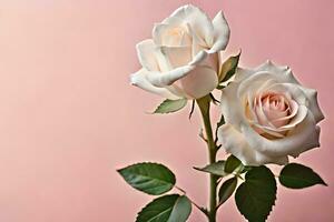twee wit rozen zijn getoond tegen een roze achtergrond. ai-gegenereerd foto