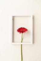rode gerbera bloem in een wit frame foto