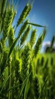 groen gerst piek detailopname, groen tarwe, vol korrel, dichtbij omhoog van een oor van onrijp tarwe, ai generatief foto