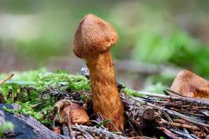 close-up van een dodelijke webcap-paddenstoel tussen dennennaalden en gras foto