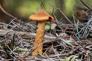 close-up van een dodelijke webcap-paddenstoel tussen dennennaalden en gras