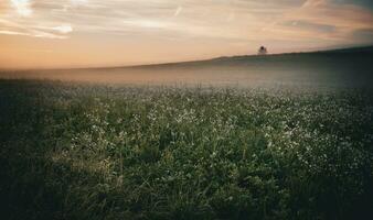 ochtend- mist over- een bloem veld- foto