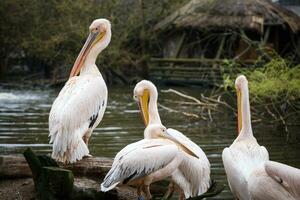 kudde van wit pelikanen Aan de meer, pelecanus onocrotalus foto