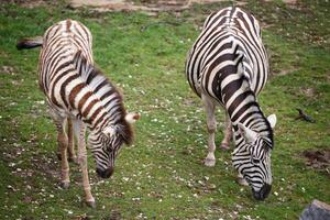 burchells zebra merrie en jong veulen foto