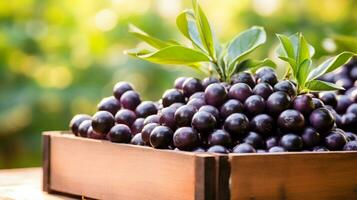 vers geplukt acai BES fruit van tuin geplaatst in de dozen. generatief ai foto