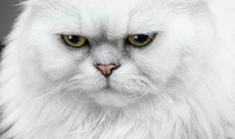 dichtbij omhoog gezicht van Perzisch chinchilla zilver kat op zoek echt of boos geïsoleerd Aan wit achtergrond foto